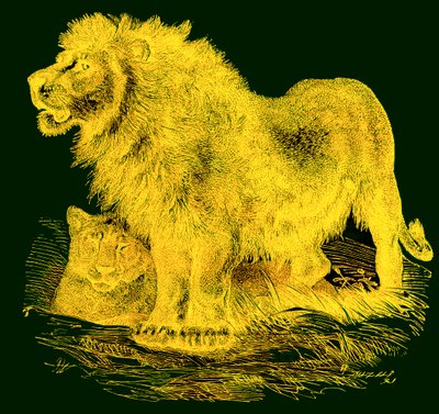 De Leeuw, illustratie uit J. G. Woods Illustrated Natural History, gepubliceerd ca. 1850 door English School