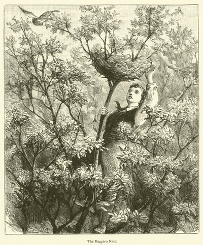 Het eksternest (gravure) door English School