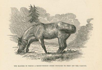De manier waarop een kortnekpaard zich van de grond kan voeden (gravure) door English School