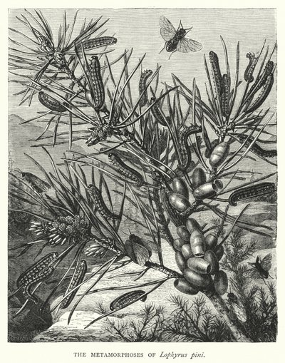 De metamorfoses van Lophyrus pini (gravure) door English School