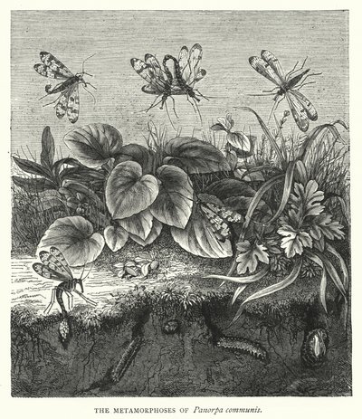 De metamorfoses van Panorpa communis (gravure) door English School
