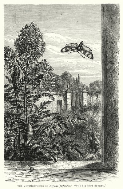 De metamorfoses van Zygaena filipendulae, "De Zesspottige Sint-jansvlinder" (gravure) door English School