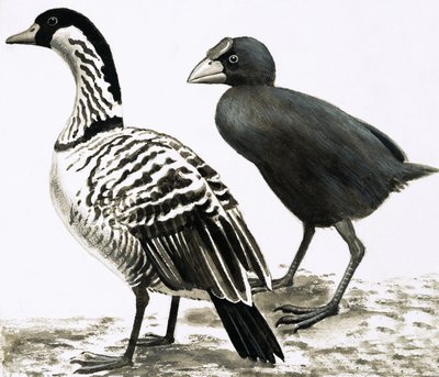 De Ne-Ne of Hawaïaanse gans en Takahe vogel door English School