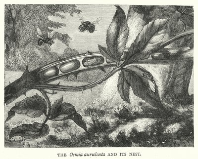 De Osmia aurulenta en zijn nest (gravure) door English School