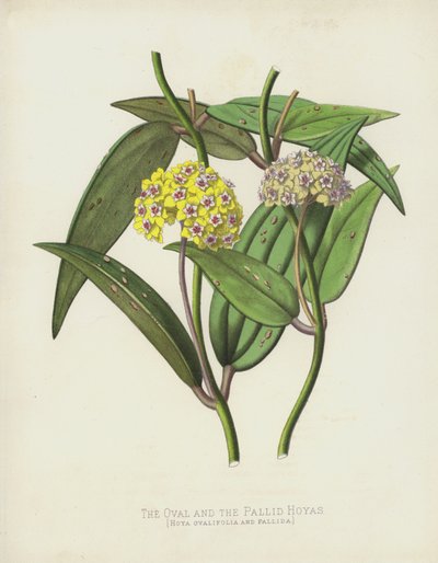 De Ovale en de Bleke Hoyas, Hoya Ovalifolia en Pallida door English School