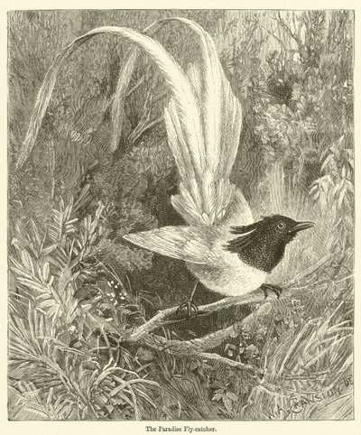 De paradijsvliegenvanger (gravure) door English School