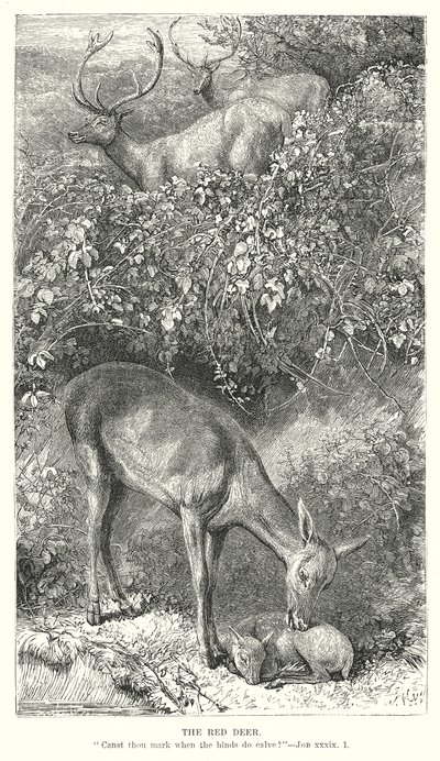 Het edelhert (gravure) door English School