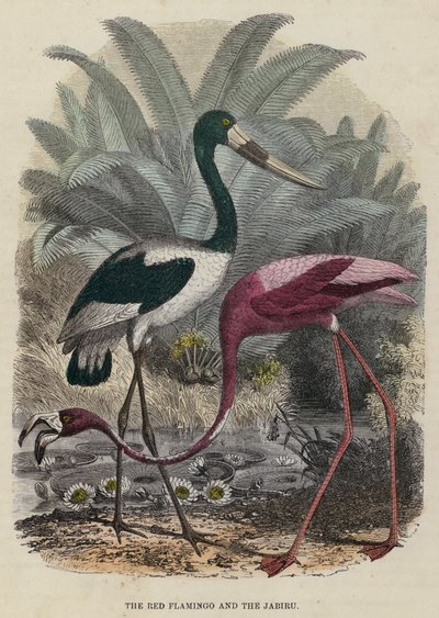 De Rode Flamingo en de Jabiru (gekleurde gravure) door English School