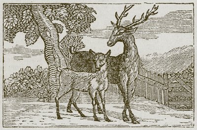 De hert en de reekalf (gravure) door English School