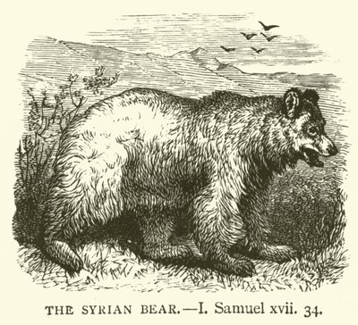 De Syrische Beer, I Samuel, xvii, 34 (gravure) door English School
