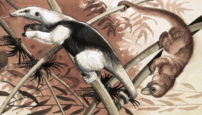 De Tamandua door English School