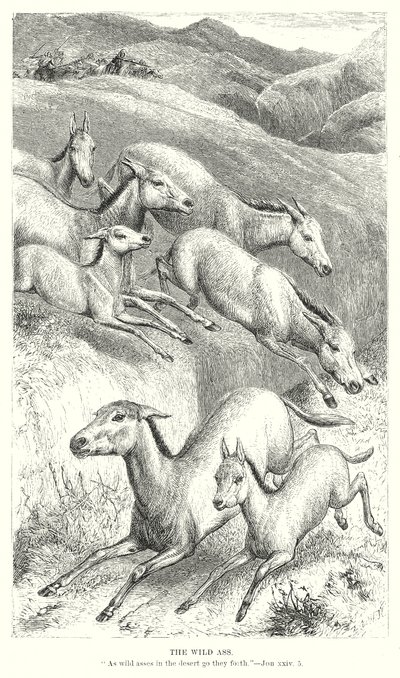 De wilde ezel (gravure) door English School