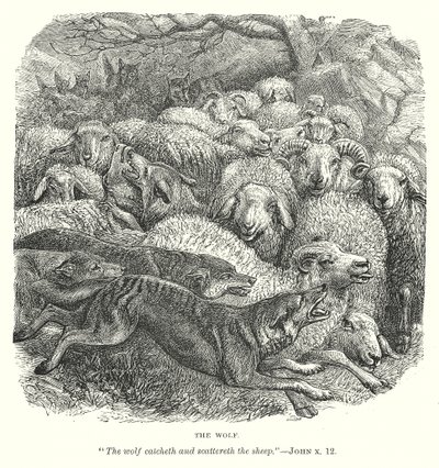 De wolf (gravure) door English School