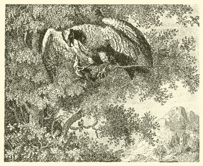 De havik en de nachtegaal (gravure) door English School