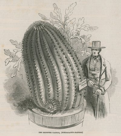 De monster cactus (Echinocactus stainesh) in de Koninklijke Tuinen, Kew, Londen door English School