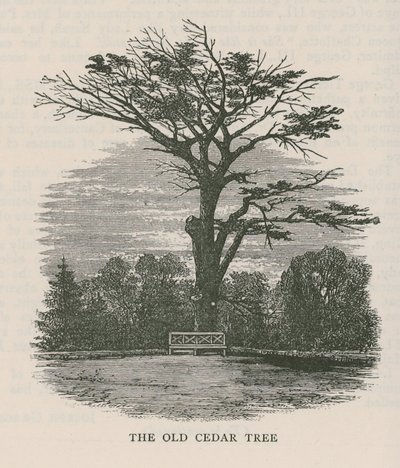 De oude cederboom, Holland House door English School