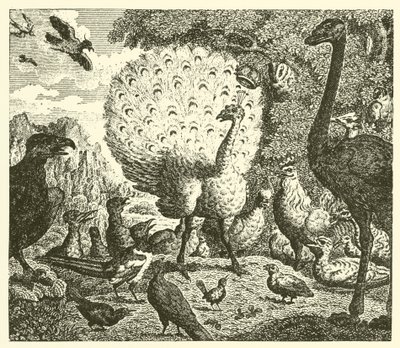 De pauw en de ekster (gravure) door English School