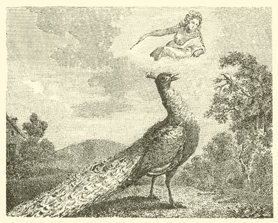 De klacht van de pauw (gravure) door English School