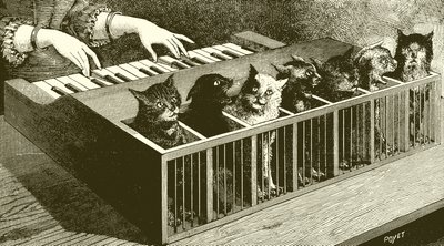 De piano van katten door English School