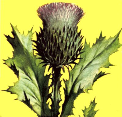 Distel door English School