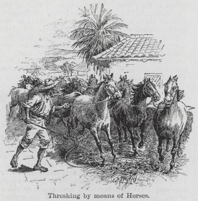 Dorsen met behulp van paarden (gravure) door English School