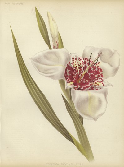 Tigridia pavonia Alba door English School