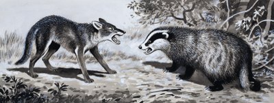 Tand en Klauw: Dieren in Gevecht door English School