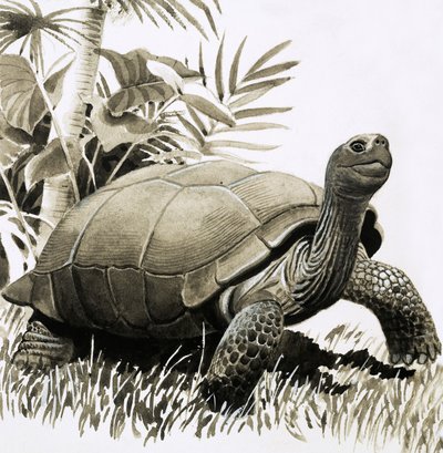 Schildpad door English School