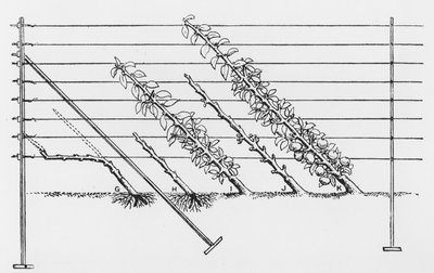 Jonge bomen trainen, uit The Fruit Growers Guide door John Wright, gepubliceerd ca. 1897-1905 door English School