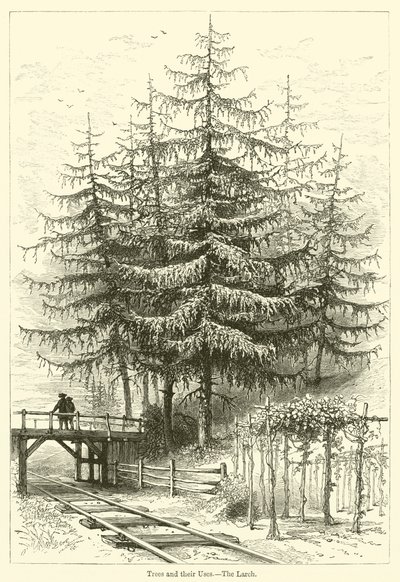 Bomen en hun gebruik, De lariks door English School