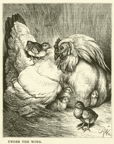 Onder de vleugel (gravure) door English School