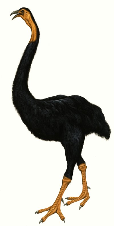 Onbekende vogel, mogelijk een Moa door English School