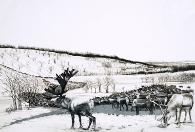 Unidentified herd of reindeer door English School