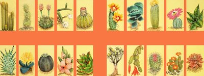 Onbekende montage van cactussen door English School