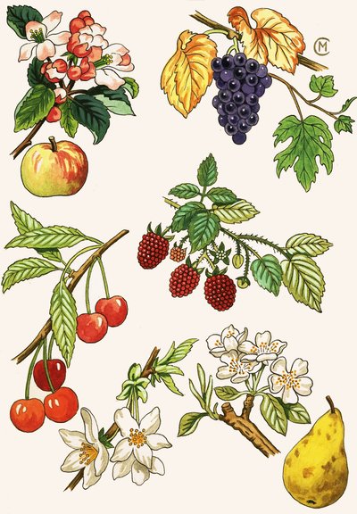 Ongedefinieerde montage van fruit en bessen door English School