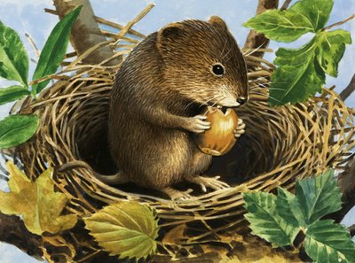 Onbekende muis die eikel eet in nest door English School