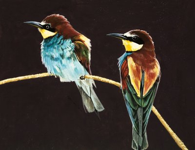 Ongeïdentificeerd paar vogels door English School