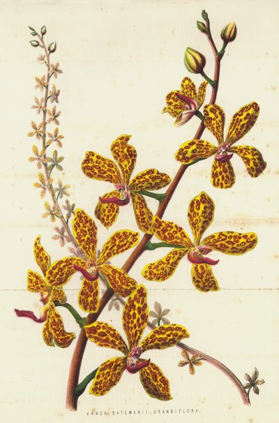 Vanda Batemanii Grandiflora door English School