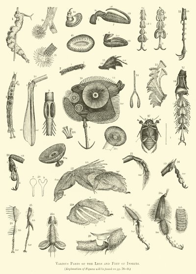 Verschillende Delen van de Poten en Voeten van Insecten door English School