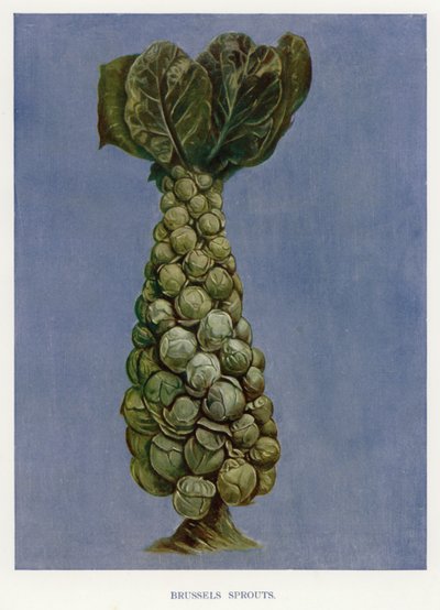Groentekwekersgids: Spruitjes (kleur litho) door English School