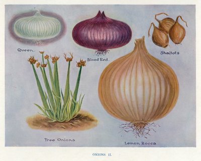 Groenteteler