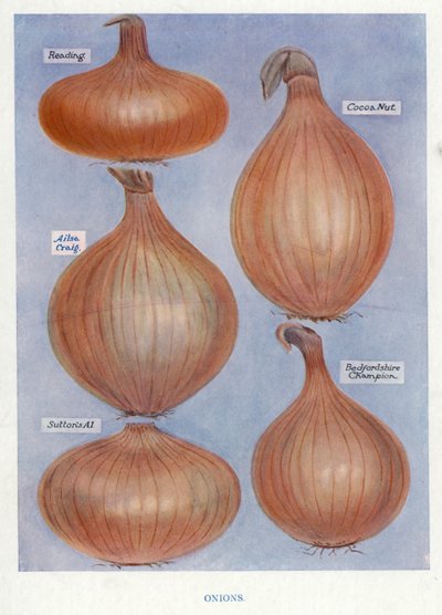 Groenteteler