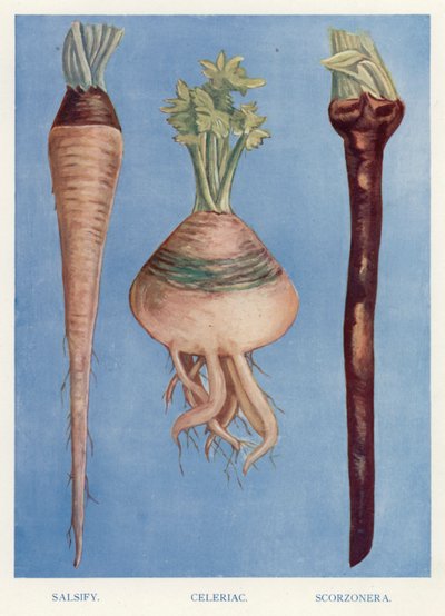 Groentekwekersgids: Schorseneren, Knolselderij, Salsify door English School