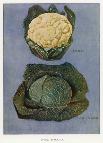 Gids voor Groentetelers: Savooiekool, Broccoli (kleur litho) door English School