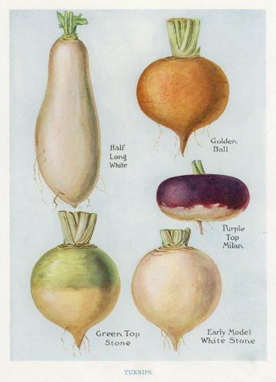 Groenteteler