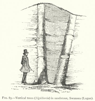 Verticale bomen, Sigillaria, in zandsteen, Swansea, Logan (gravure) door English School