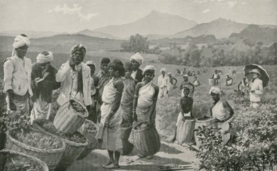 Uitzicht op een theetuin in Ceylon door English School