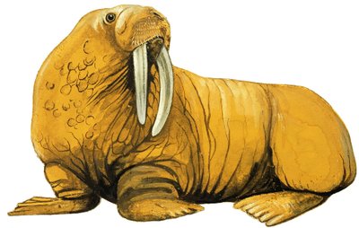 Walrus door English School