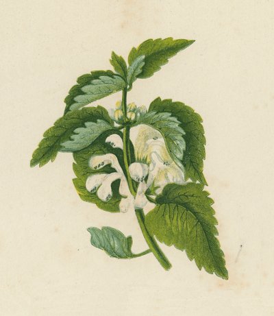 Witte Dovenetel, Lamium Album door English School