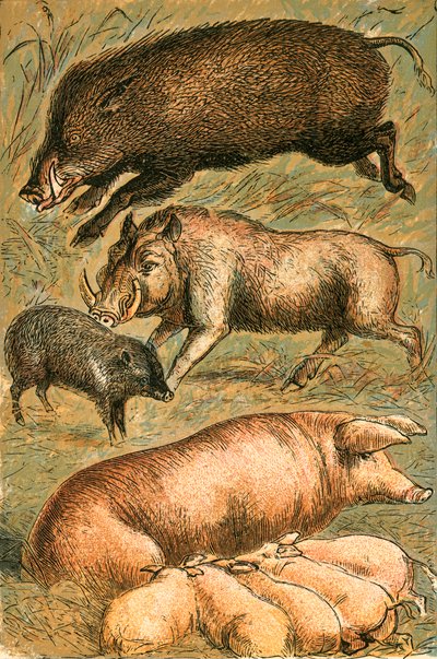 Wild Zwijn, Wrattenzwijn, Pekari, Zeug en Biggen door English School